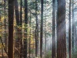 https://www.treeserviceregina.com/ website
